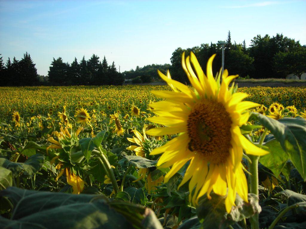 emploi entreprise agricole